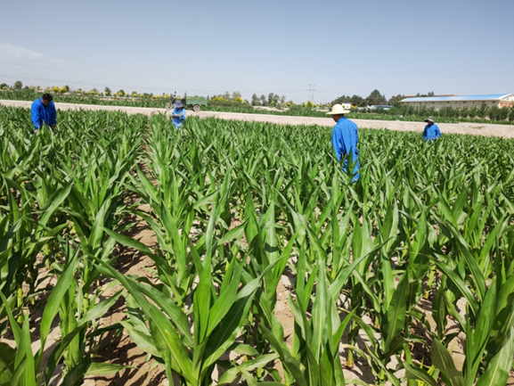 三抓三促進(jìn)行時(shí) | 加速新品種研發(fā) 凸顯核心競爭力 為種業(yè)振興插上科技創(chuàng)新的翅膀 —— 敦煌種業(yè)研究院“三抓三促”行動紀(jì)實(shí)